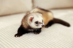 Gostava de ter um furão? Eis o que deve saber antes de adotar este pequeno tornado de quatro patas