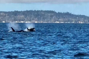 Orcas encantam junto a Seattle