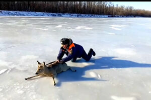 Veado resgatado de rio congelado na Rússia