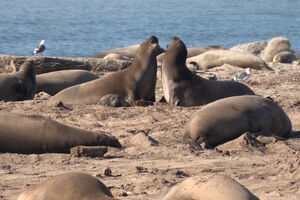 Focas-elefantes na Califórnia: pesos pesados da natureza aparecem ao longo da costa