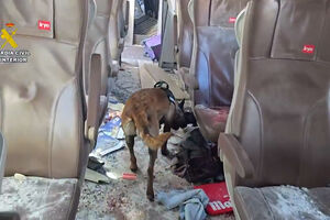 Cães treinados procuram restos mortais nos comboios após acidente ferroviário em Espanha 