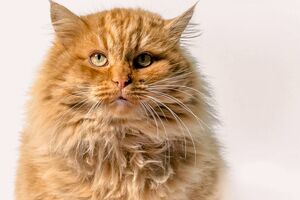 Testes de medicamentos para emagrecimento em cães e gatos