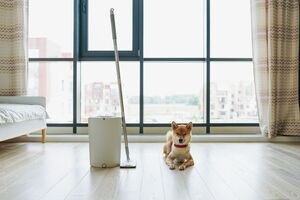 Quer manter a casa limpa e cheirosa, sem deixar o patudo doente? Este artigo é para si!