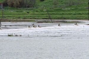 Estrada alagada em Alcácer do Sal