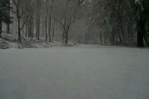 Neve deixa Serra da Lousã pintada de branco e corta várias estradas na zona