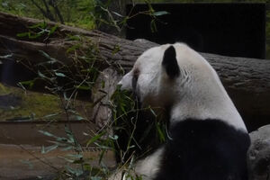 Últimos dois pandas do Japão vão para a China devido às tensões entre os dois países   