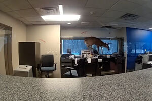 Veado invade banco em Nova Iorque e provoca o caos  