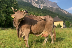 Um caso de estudo! Veronika pegou numa vassoura para se coçar e tornou-se um fenómeno científico