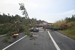 Árvores não resistiram ao vento