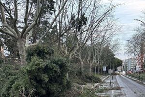 Estragos em Torres Vedras após mau tempo: árvores caídas na via pública