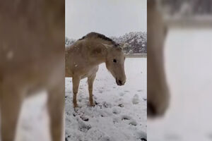 Foi assim que uma égua reagiu ao ver neve esta manhã em Espanha 