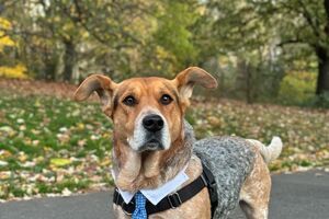 Simon, o Dog Mayor de Nova Iorque