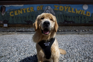 Max III, Dog Mayor de Idyllwildm, na Califórnia