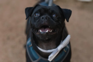 Mo Bamba, o primeiro mayor canino de Austin, Texas.