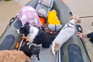 Autoridades resgatam cães e gatos presos nas cheias em Espanha 