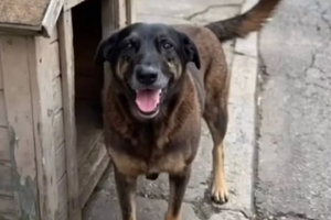 Orelha, o cão que comoveu o Brasil (e o Mundo) e levou o tema dos maus-tratos a animais ao Senado