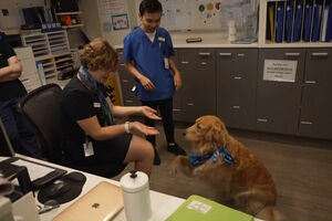 Cão de terapia alegra pacientes em unidade de cuidados paliativos na Austrália 