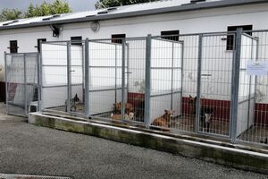 Canil Municipal de Coimbra evacua animais para soluções de acolhimento adequadas