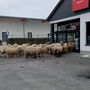 Ovelhas fogem do rebanho e invadem supermercado na Alemanha  