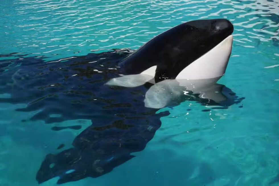 Morreu Kshamenk, a 'orca mais solitária do mundo', após mais de 30 anos em cativeiro na Argentina