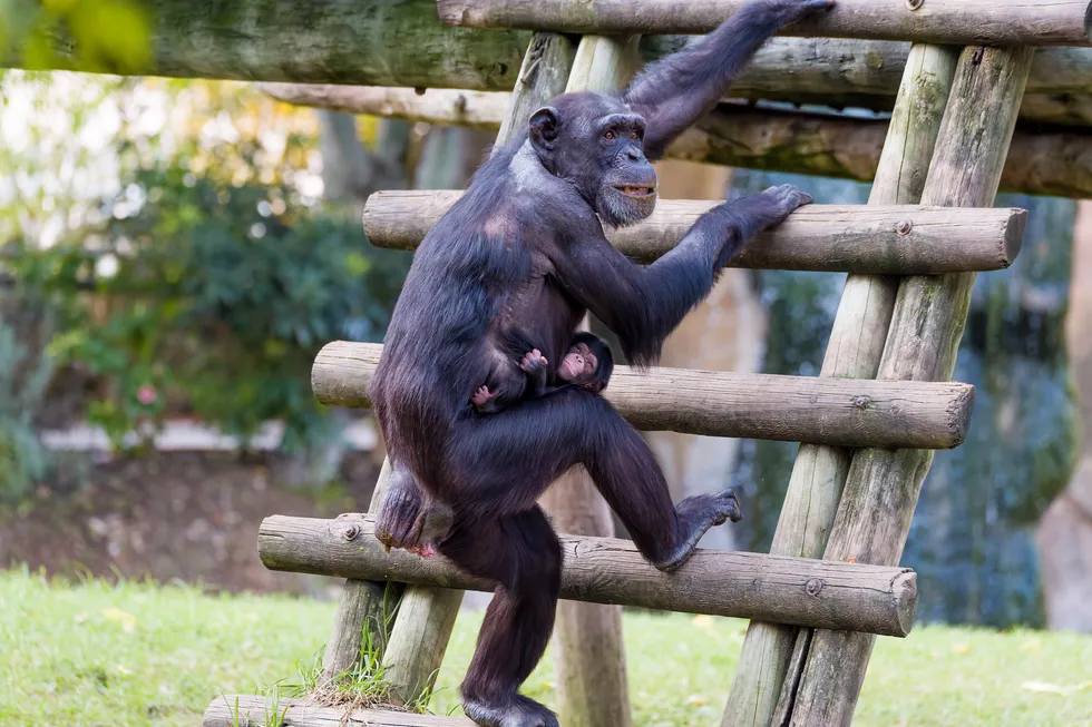Jardim Zoológico de Lisboa dá as boas-vindas a um chimpanzé bebé