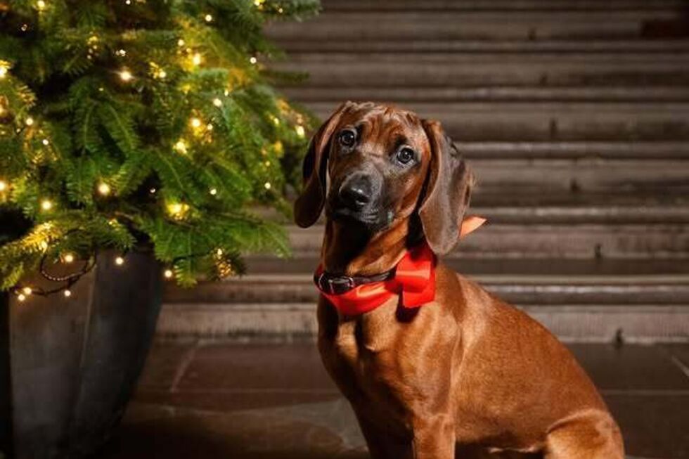 Uma patuda de 'sangue azul'. Família Real Sueca apresenta a nova mascote, Bonnie