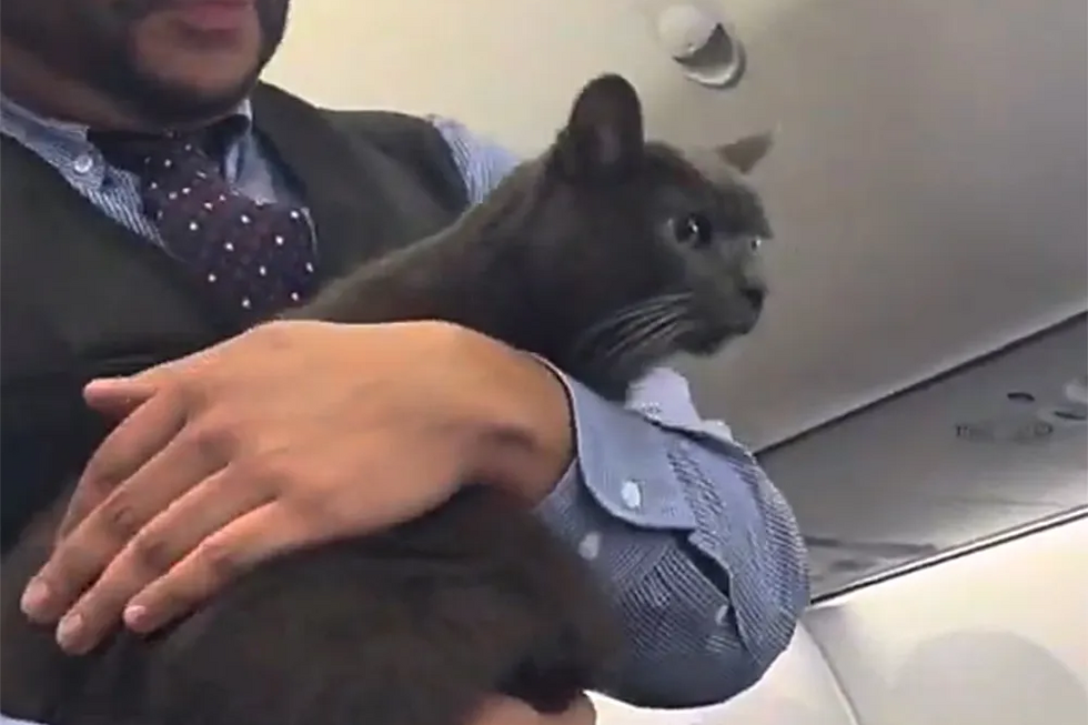 De passageiro a estrela das redes sociais! Gato 'à solta' anima voo da Southwest