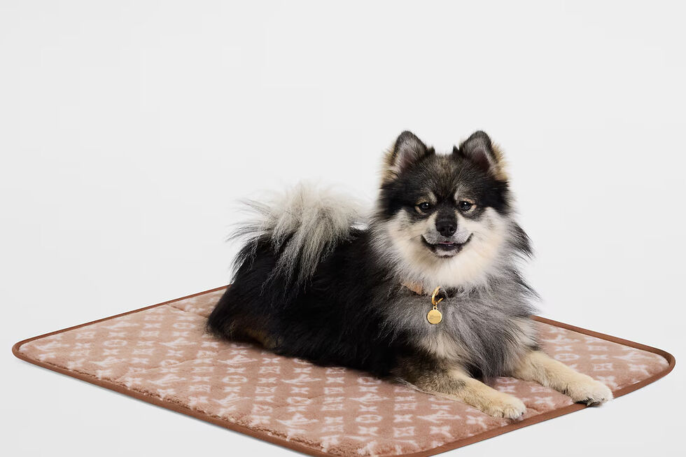 Louis Vuitton lança Dog Collection 2026 e reforça aposta na moda canina