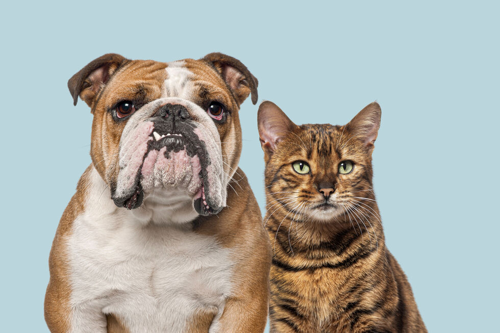 Cães e gatos: será que entendem a nossa linguagem?