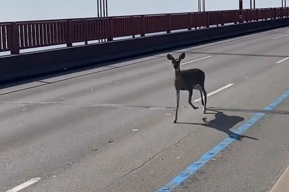 Pequeno veado perdido atravessa a Golden Gate Bridge e pára o trânsito em São Francisco
