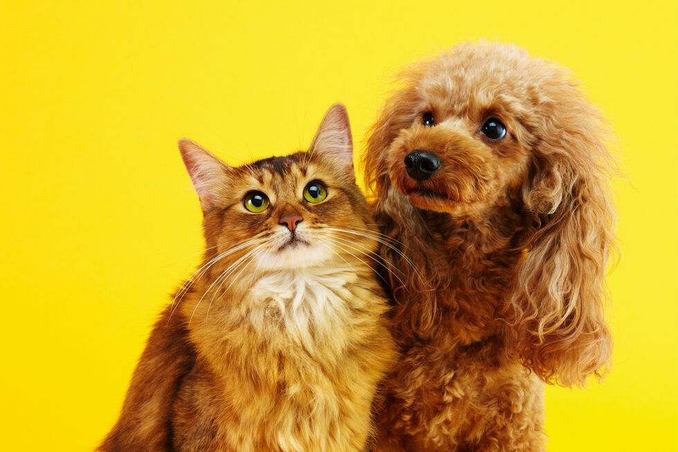 Suplementos, snacks e higiene oral. O que está a mudar nas escolhas dos tutores?