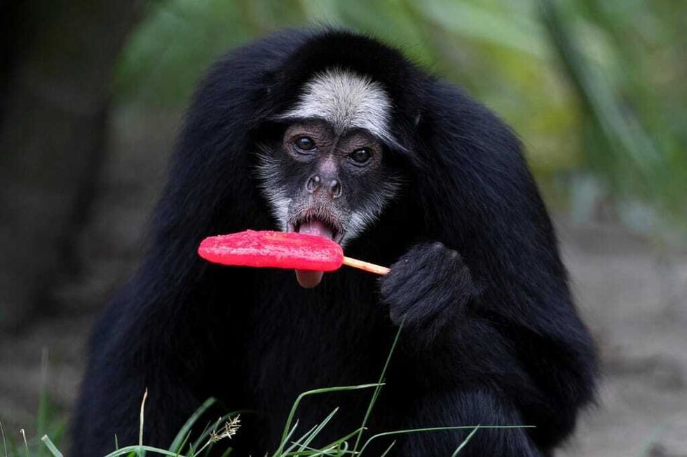 Animais do BioParque recebem gelados de carne e fruta, para aguentar onda de calor no Rio de Janeiro