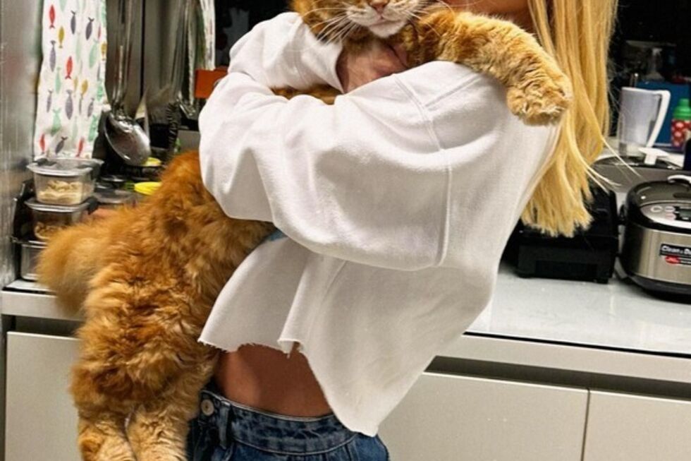 Quase do tamanho da dona! Gato gigante de Carolina Dieckmmann enlouquece os fãs