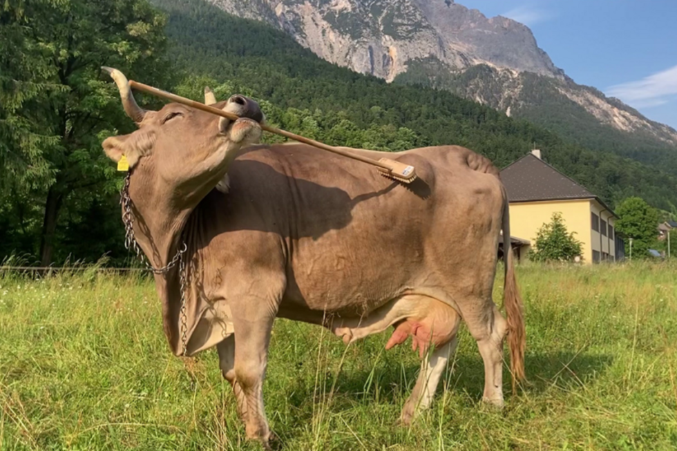 Um caso de estudo! Veronika pegou numa vassoura para se coçar e tornou-se um fenómeno científico