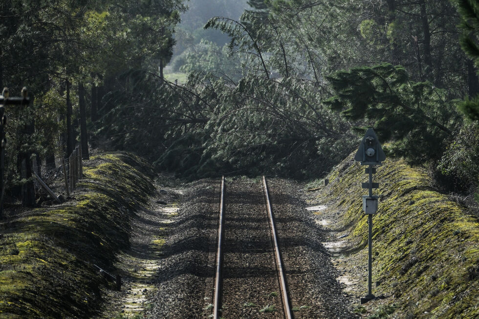 Queda de árvores na linha do Oeste, na zona de Pataias Gare, depois da passagem da depressão Kristin
