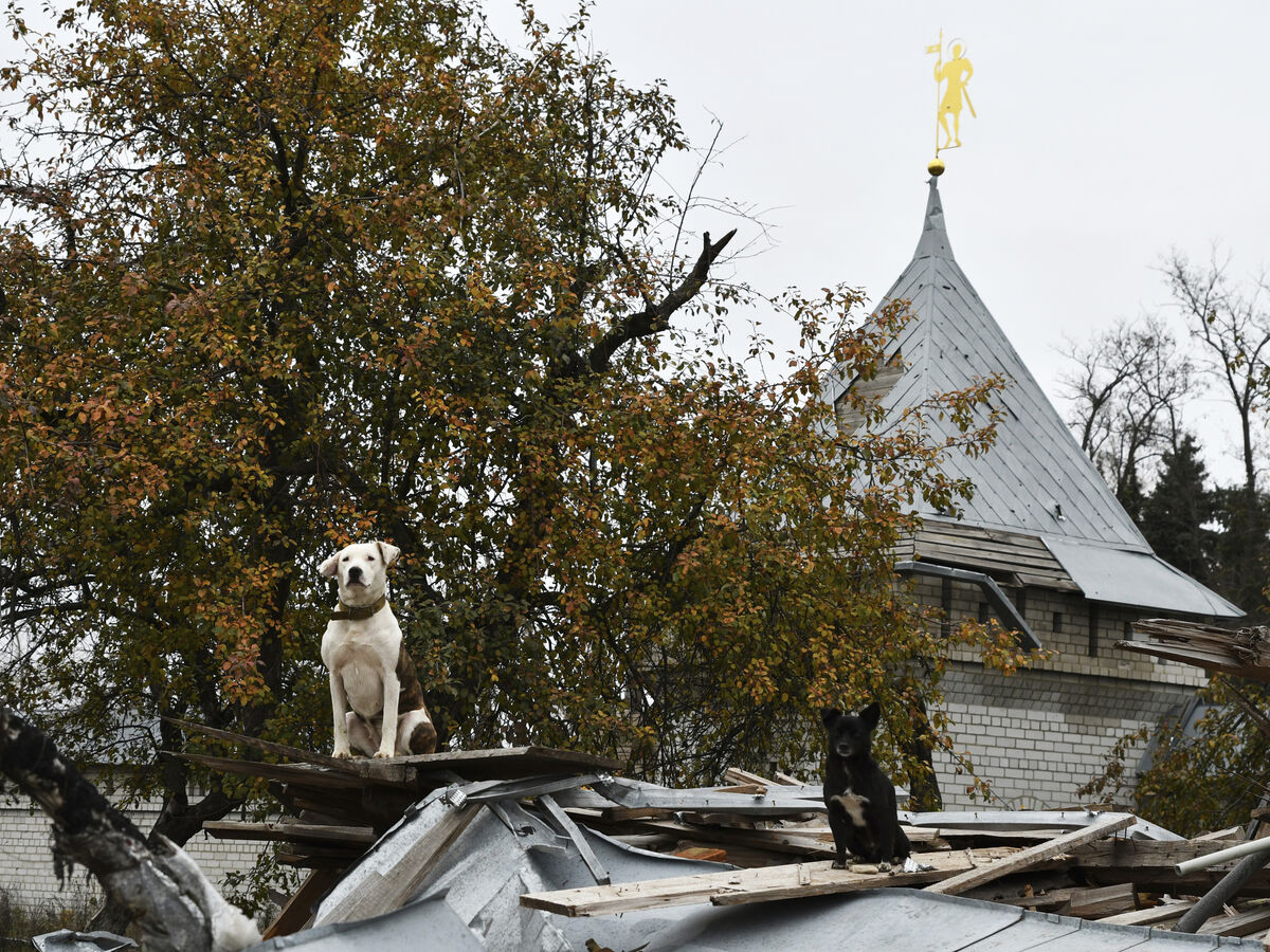 Estes cães estão danados