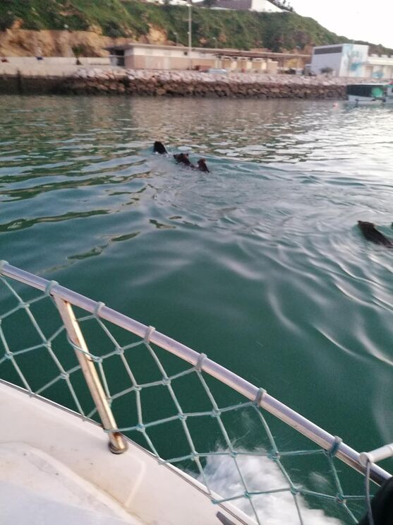 Família de javalis atravessa marina de Albufeira a nado