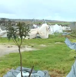 Vídeo mostra estufa de frutos vermelhos completamente destruída em Leiria