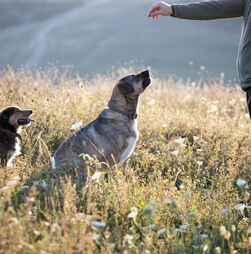 Afinal, quem manda aqui? Perceba de que forma os cães escolhem o 'líder' da casa