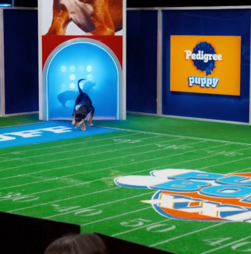 Puppy Bowl XXII promove adoção e inclusão de cães com necessidades especiais