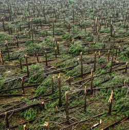 Mau tempo: Risco de incêndios é maior nas zonas atingidas pela depressão Kristin