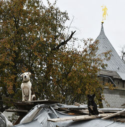 Estes cães estão danados