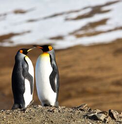 Quem disse que o romance é só para humanos? Estes cinco animais acasalam durante toda vida
