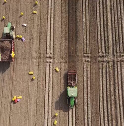 Agricultores usam IA para aumentar colheitas na Índia