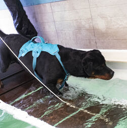Patinhas em movimento. Saiba quais os benefícios da fisioterapia para cães e gatos