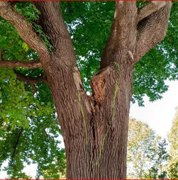 Câmara do Porto aprova recomendação para munícipes serem informados sobre abates de árvores