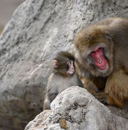 Finalmente, um sinal de esperança! O pequeno macaco Punch recebeu o seu primeiro abraço