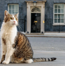 Parabéns, Larry! O verdadeiro líder de Downing Street celebra 15 anos como 'Chief Mouser'