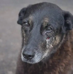 Tudo o que se sabe sobre a morte do Orelha, o cão que chocou o Brasil