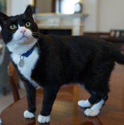 Morreu Palmerston, o famoso gato da diplomacia britânica